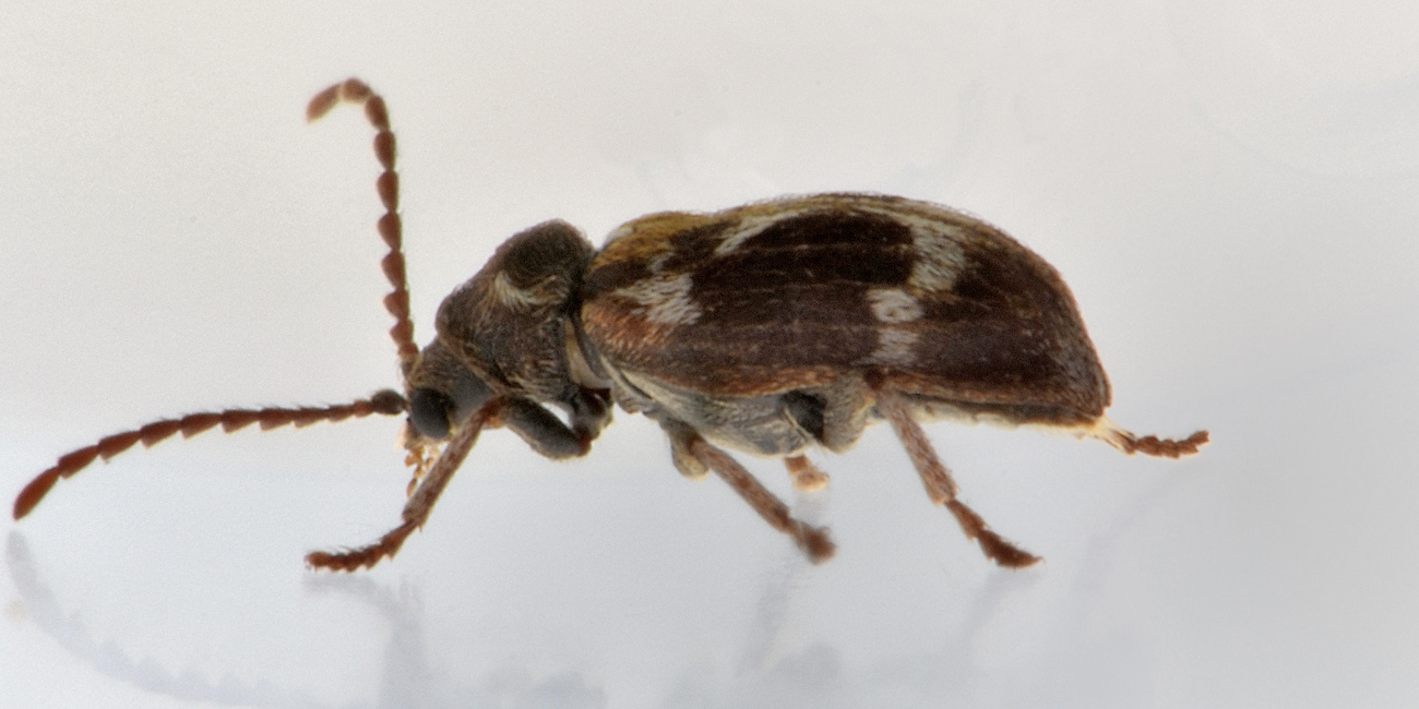 Anobiidae: Ptinomorphus regalis